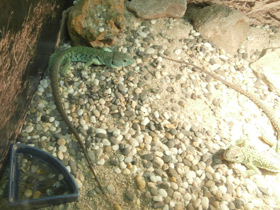 Фото Жемчужная ящерица