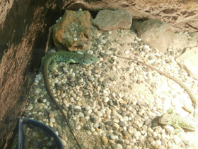 Фото Жемчужная ящерица