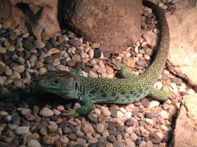 Фото Жемчужная ящерица