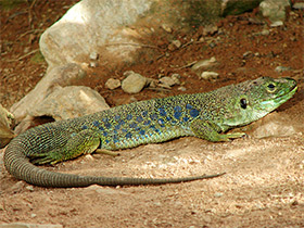 Фото Жемчужная ящерица