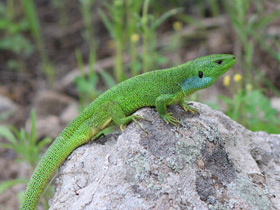 Смотреть фото Удивительные ящерицы Фото Удивительные ящерицы