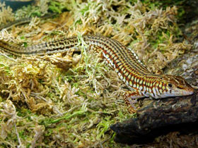 Фото Длиннохвостая латастия