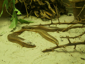 Фото Глазчатый халцид