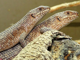 Колючехвостый сцинк