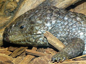 Фото Чья семья самая дружная? Самые верные животные