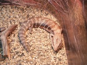 Фото Синеязыкий сцинк