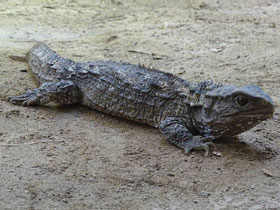 Смотреть фото Гаттерия Фото Гаттерия