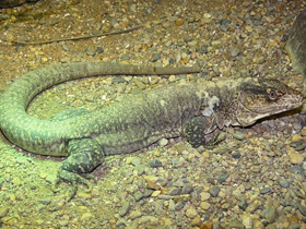 Смотреть фото Жёлтоточечный каллопистес Фото Жёлтоточечный каллопистес