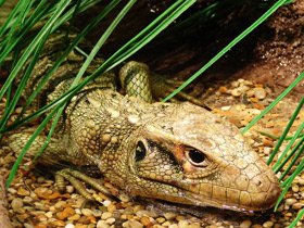 Смотреть фото Каймановая ящерица Фото Каймановая ящерица