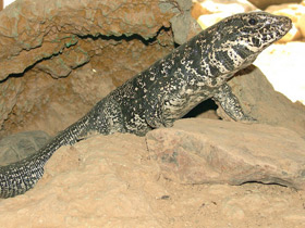 Смотреть фото Обыкновенный тэгу Фото Обыкновенный тэгу