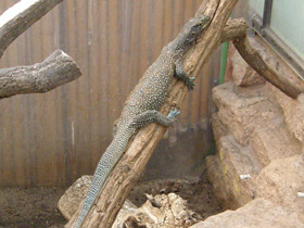 Фото Синехвостый варан