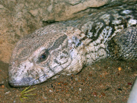 Степной варан