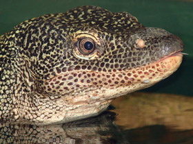 Смотреть фото Индийский варан Фото Индийский варан