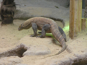 Фото Комодский варан