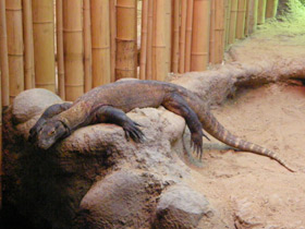 Фото Комодский варан