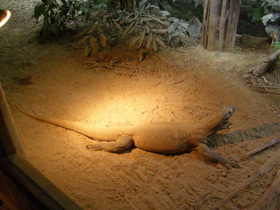 Фото Комодский варан