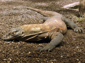 Смотреть фото Комодский варан: смышленый и ядовитый Фото Комодский варан: смышленый и ядовитый