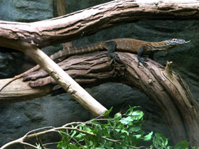 Смотреть фото Комодский варан: смышленый и ядовитый Фото Комодский варан: смышленый и ядовитый