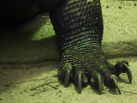 Фото Комодский варан