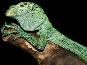 Биакский варан