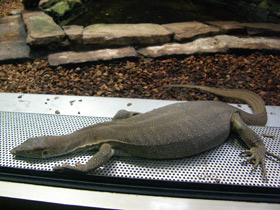 Фото Варан Мертенса