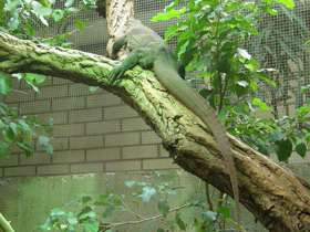 Фото Варан Мертенса