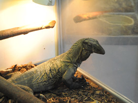 Смотреть фото Чёрный древесный варан Фото Чёрный древесный варан