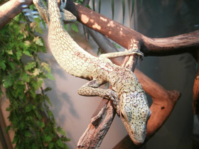 Изумрудный варан