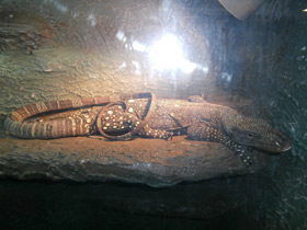 Фото Крокодиловый варан