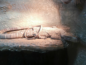 Фото Крокодиловый варан