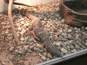 Фото Водный полосатый варан