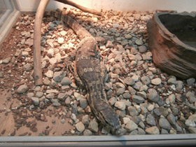 Фото Водный полосатый варан