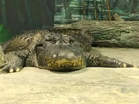 Смотреть фото Миссисипский аллигатор Фото Миссисипский аллигатор