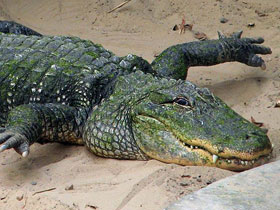 Смотреть фото Миссисипский аллигатор Фото Миссисипский аллигатор