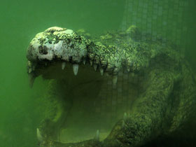 Смотреть фото Миссисипский аллигатор Фото Миссисипский аллигатор