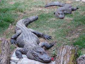 Смотреть фото Китайский аллигатор Фото Китайский аллигатор