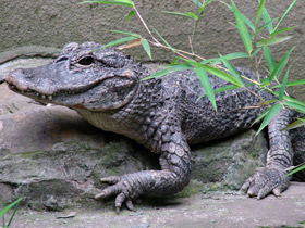 Китайский аллигатор