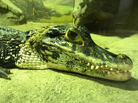 Смотреть фото Чёрный кайман Фото Чёрный кайман