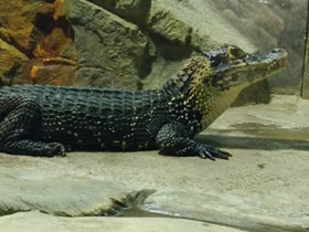 Смотреть фото Чёрный кайман Фото Чёрный кайман