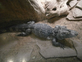 Смотреть фото Гладколобый кайман Фото Гладколобый кайман