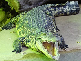 Нильский крокодил