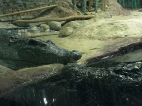 Фото Сиамский крокодил