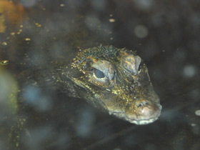 Фото Тупорылый крокодил