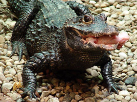 Фото Тупорылый крокодил