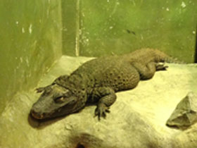 Фото Тупорылый крокодил