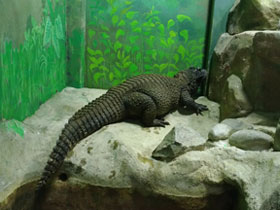 Фото Тупорылый крокодил