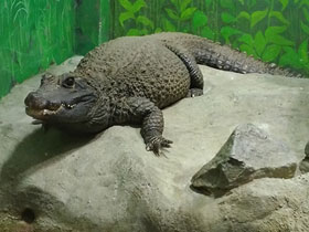Фото Тупорылый крокодил
