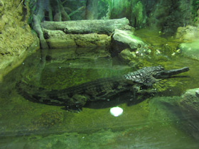 Фото Гавиаловый крокодил