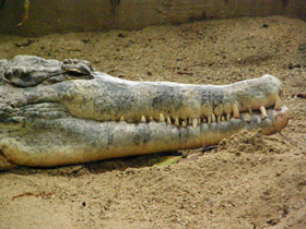 Фото Гавиаловый крокодил