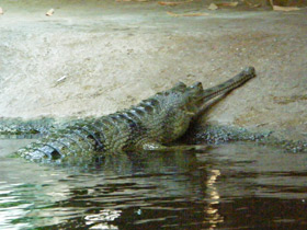 Смотреть фото Гавиал Фото Гавиал